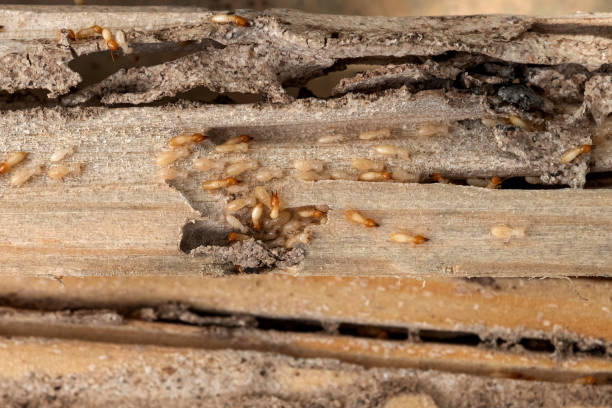 Best Insect Control  in Chesaning, MI